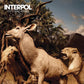 Our Love To Admire CD - Interpol

